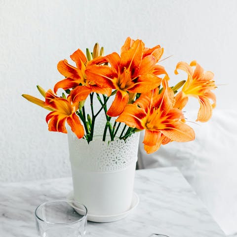 Bright and Bold: The Orange Lily - A Meaningful Gift for Any Occasion