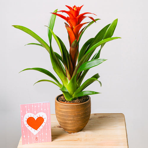 Blooming Heart