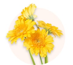 Yellow germini